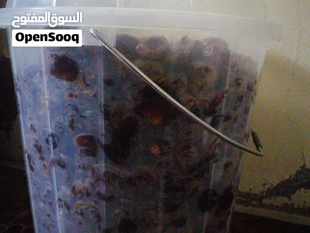 تمور متنوعه