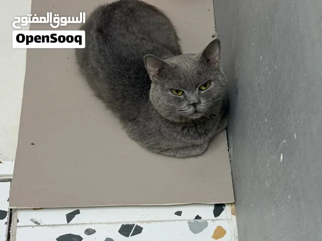 قطوه بريتش اليفه و هاديه