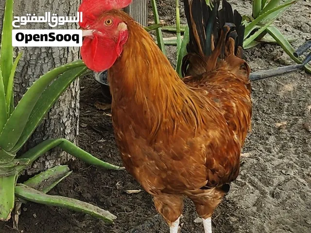 ديك فرنسي للبيع