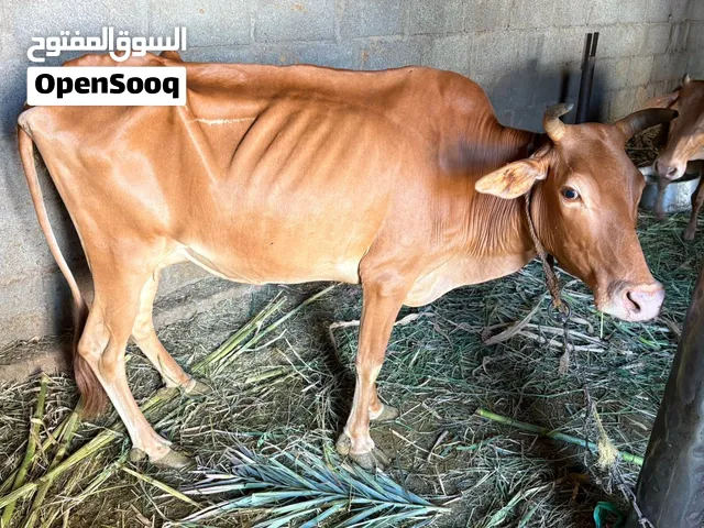 بقره حلوب وولدها للبيع