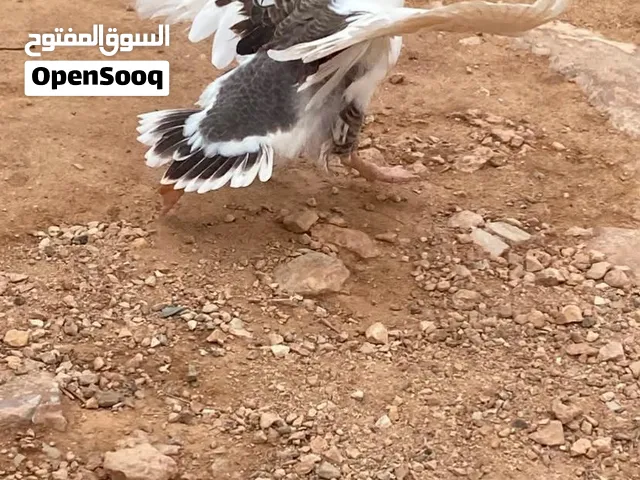 وز للبيع يدحن مشاء الله تبارك الله ذكر وانثي