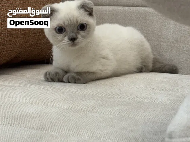 سكوتش فولد Scottish Fold الذيل قصير