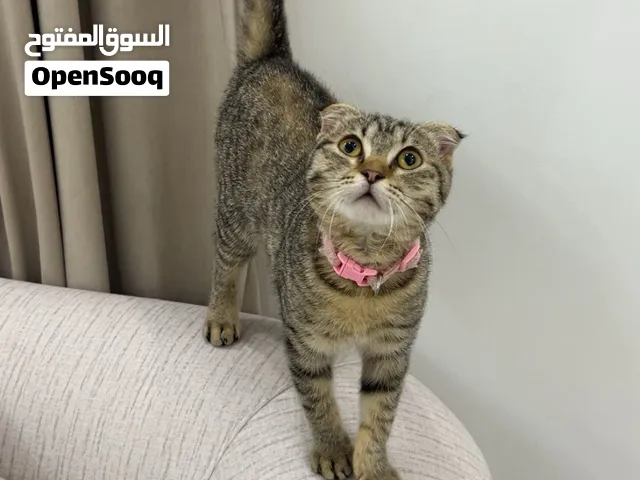 تبني كتنز اناث