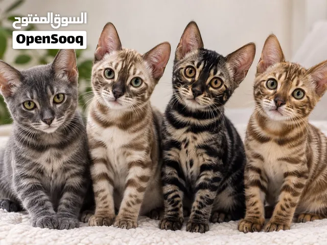 Bengal kittens Iraq