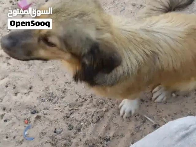 للبيع مالتيز