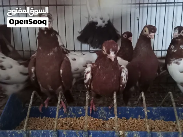 حمام للبيع