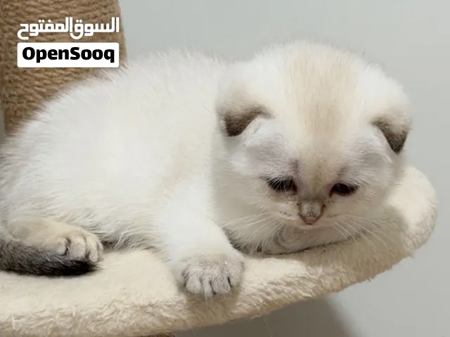 ذكر سكوتش فولد بلوبوينت