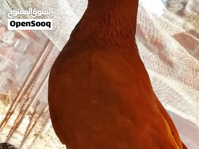 حمام لبيع    الشرقيه