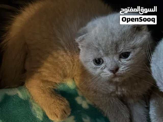 متوفر قطط سكوتش نخب ام سكوتش اب سكوتش العمر شهرين