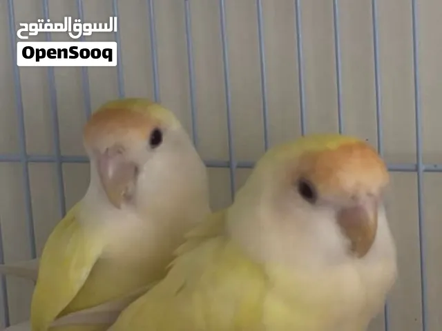 زوج روز للبيع