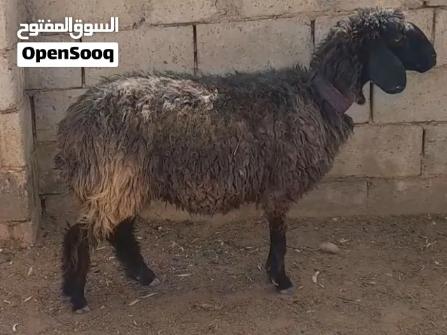 عنز للبيع سن ريشه الحبه عشار شهرين الموقع سحاب السعر 165 نهائي