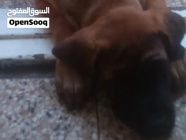 جروة أولد انجلش
