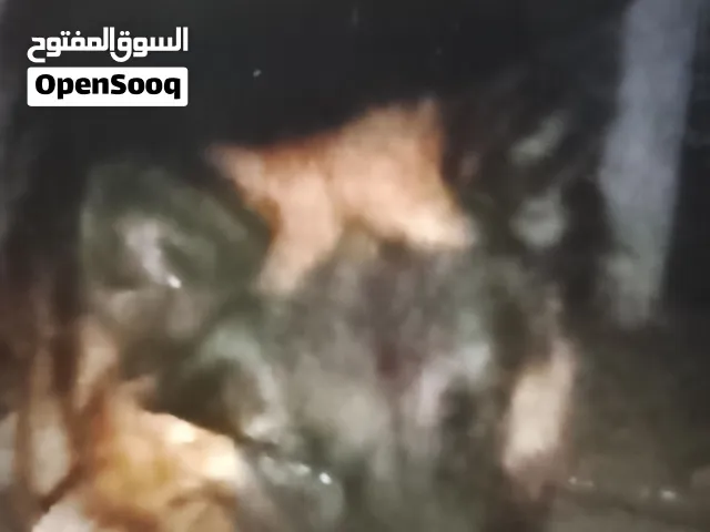دكر جيرمن للزواج بجراوي