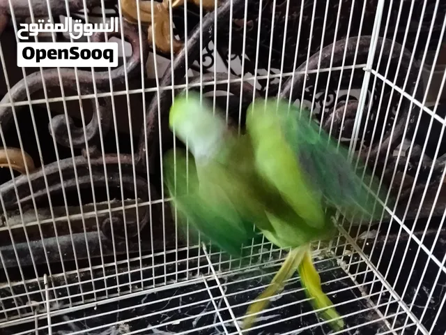 دره اخضر جوز