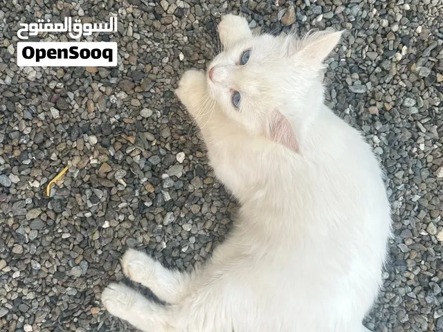 للبيع قط شيرازي