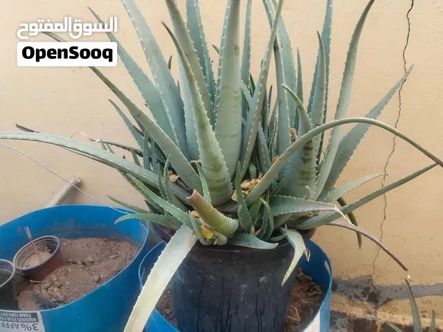 صبار الألوفيرا