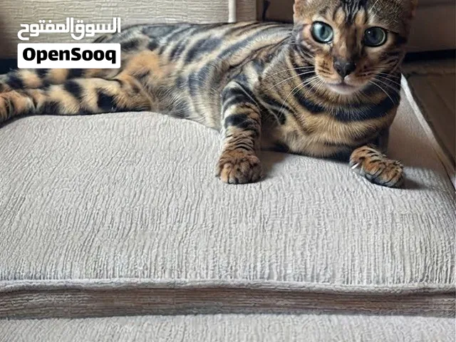 قط بنغال للبيع