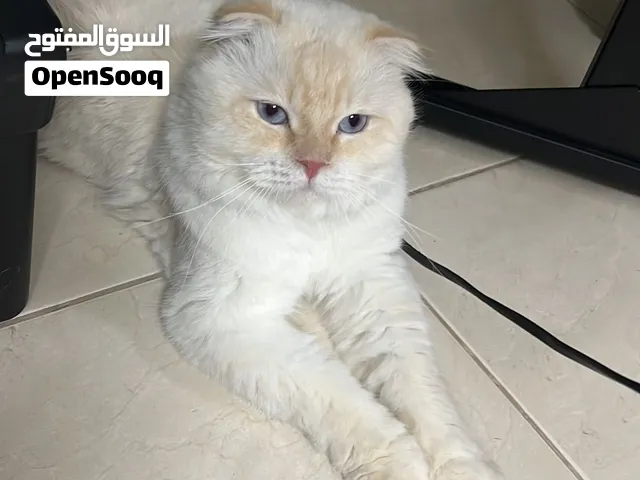 قطط للتبني قطتين بعمر سنتين ذكر وأنثى وقطه بعمر 11