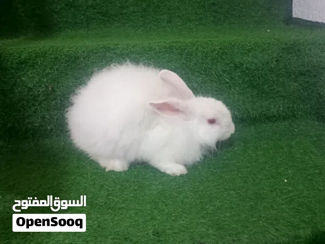 ارنب امريكي ابيض شعر كثيف