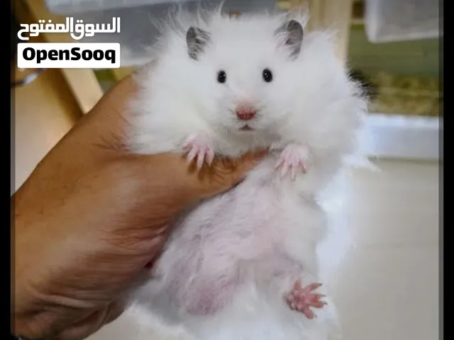 للبيع همستر سوري