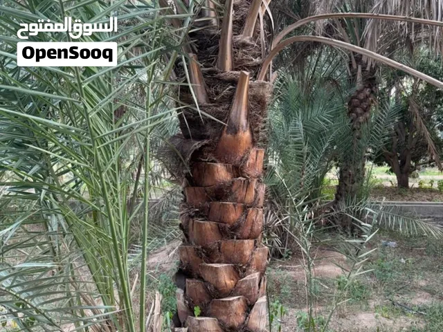 نخيل للبيع