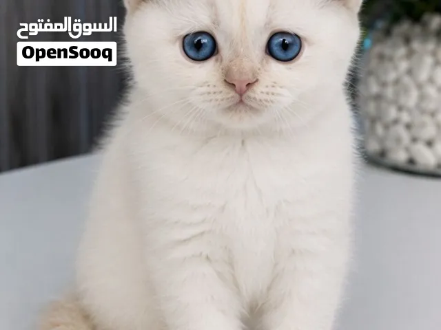 Fes (1200) pure blue point Scottish triple Fold