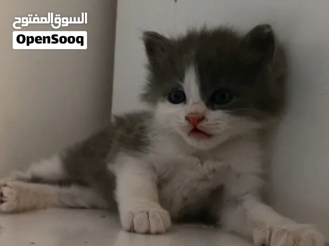 قط صغير لعوب