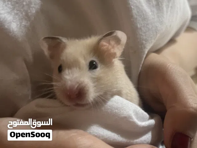 2 هامستر سوري مع القفص