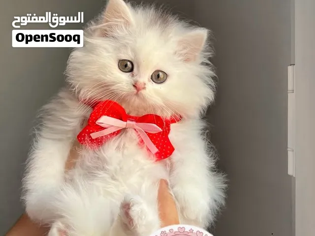 مون فيس بيور وبره كثيفه أطراف قصيره  عمر 50يوم
