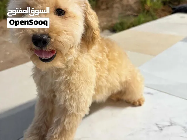 this cute 3 months old puppies are ready to join a beautiful family  very strong and healthy puppies