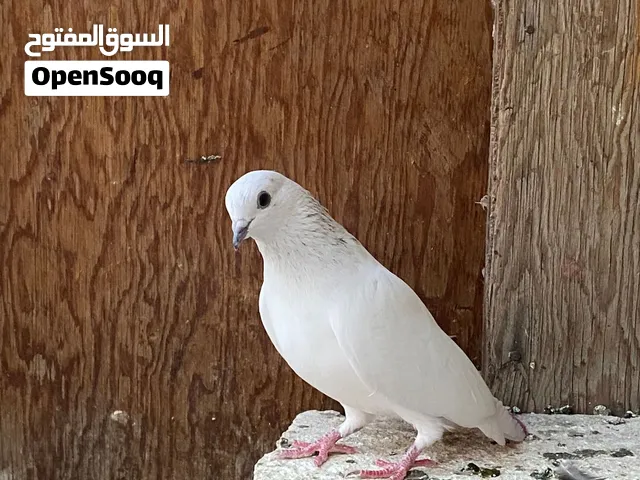 مراوس بلوتات
