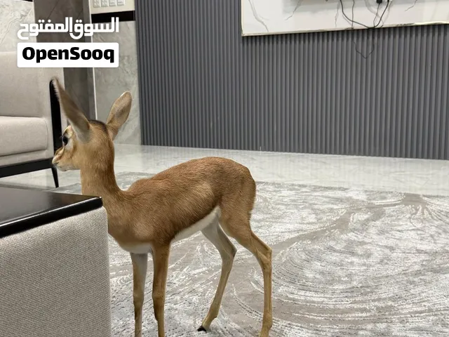 للبيع غزال الديماني ذكر أليف جداً مع التصريح