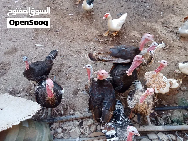 ديك رومي ذكر واحد 25 و انثي 15 ريال