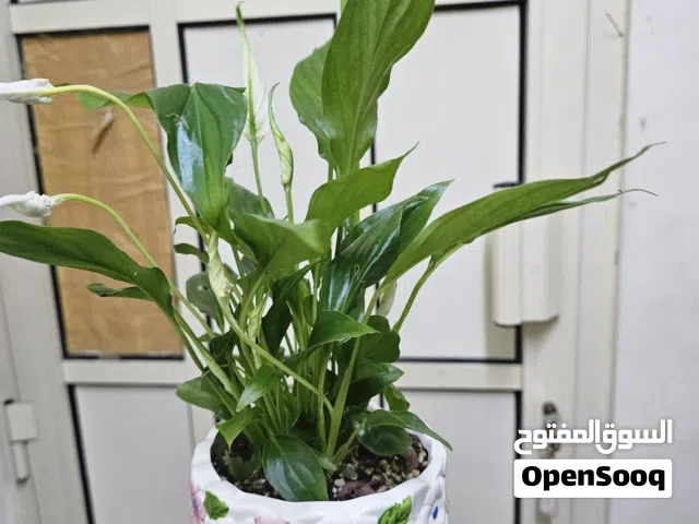 Peace Lily (Spathiphyllum) in Decorative Ceramic Pot