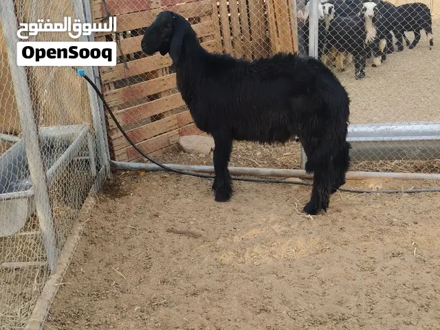 كباشه نجديات للبيع