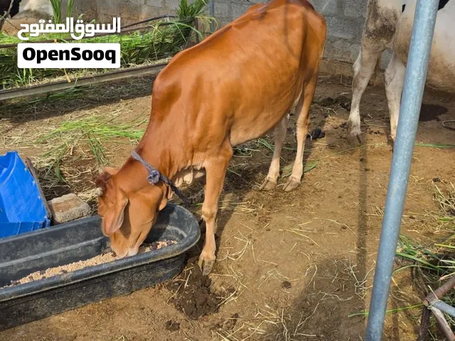 بقره اصيلة عمانيه