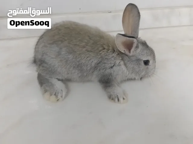 ارنب عمره قريب الشهرين بيجي معه شبكه والغرشه الماي واكله الاكل 4 كيلو بيجي معه سعر الارنب 30 درهم