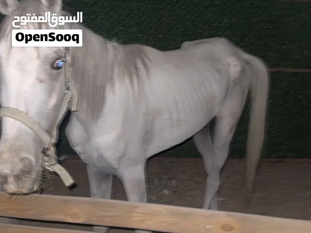 للبيع فلو اقرى الوصف