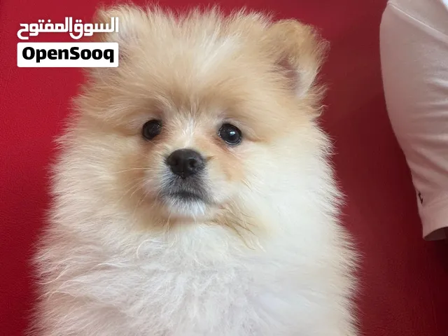 بومرين انثه العمر شهرين