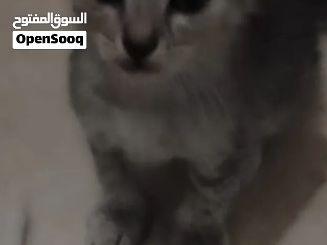 كيتن جميل جدا وذكي للتبني