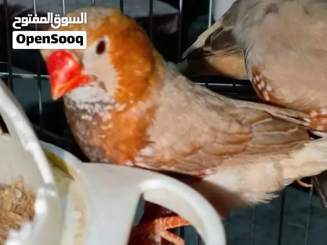 جوزين جنه طفرا هاف اورنج
