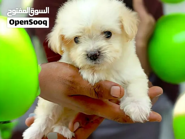بنوته مينى هافنيز عمر 45 يوم مبتكبرش