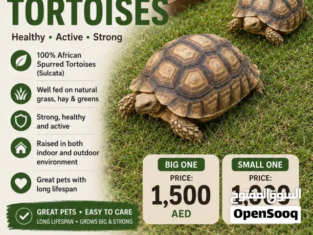 African Sulcata tortoise