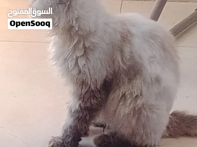 قطه هملايا انثى العمر سنه و7 شهور للبيع