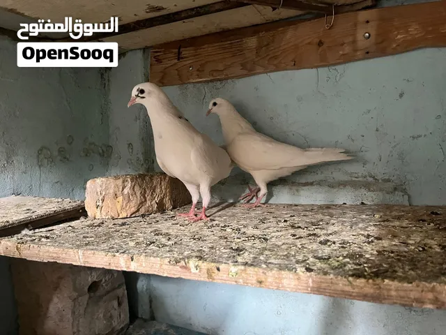 حمام لوت شرط