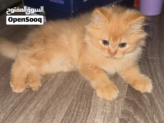 قط شيرازي صغير للتبني برسوم
