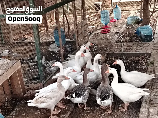 للبيع عدد 12 وزة ذكر وانثى الحبه ب 15 ريال الموقع ولاية السيب