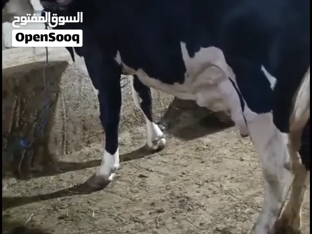 بكيرتين لحم