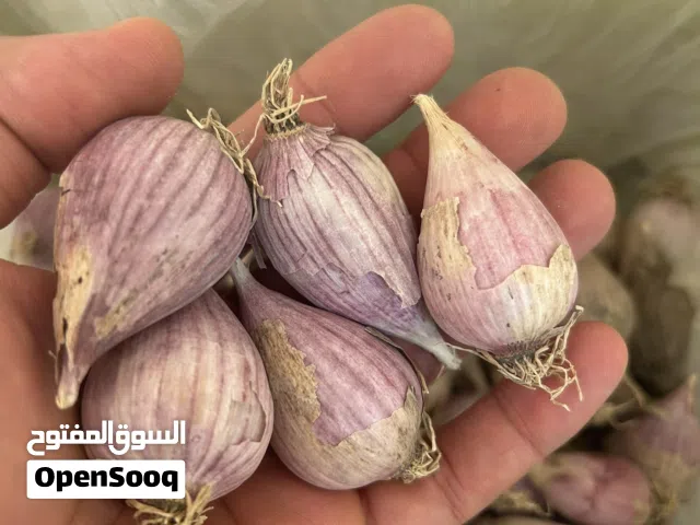 ثوم الجبل الاخضر حجم ممتاز انتاج 2026 ويتوفر ثوم ذكر