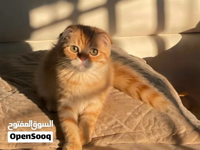 قط عمر اشهر